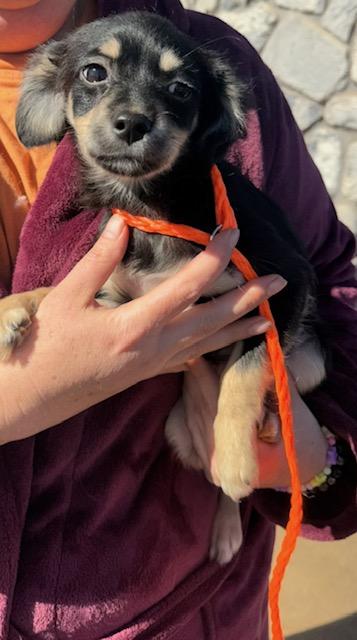 Enlarge Veronica, a ADOPTABLE mixed breed in Cushing, OK image 3/4