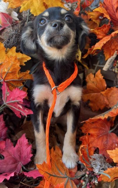 Veronica, ADOPTABLE, Puppy Female Chihuahua.