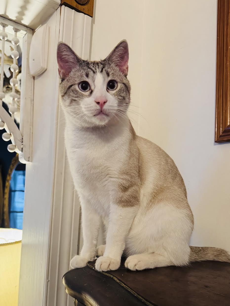 Stormin' Norman, Adopted, Young Male Siamese & Domestic Short Hair.