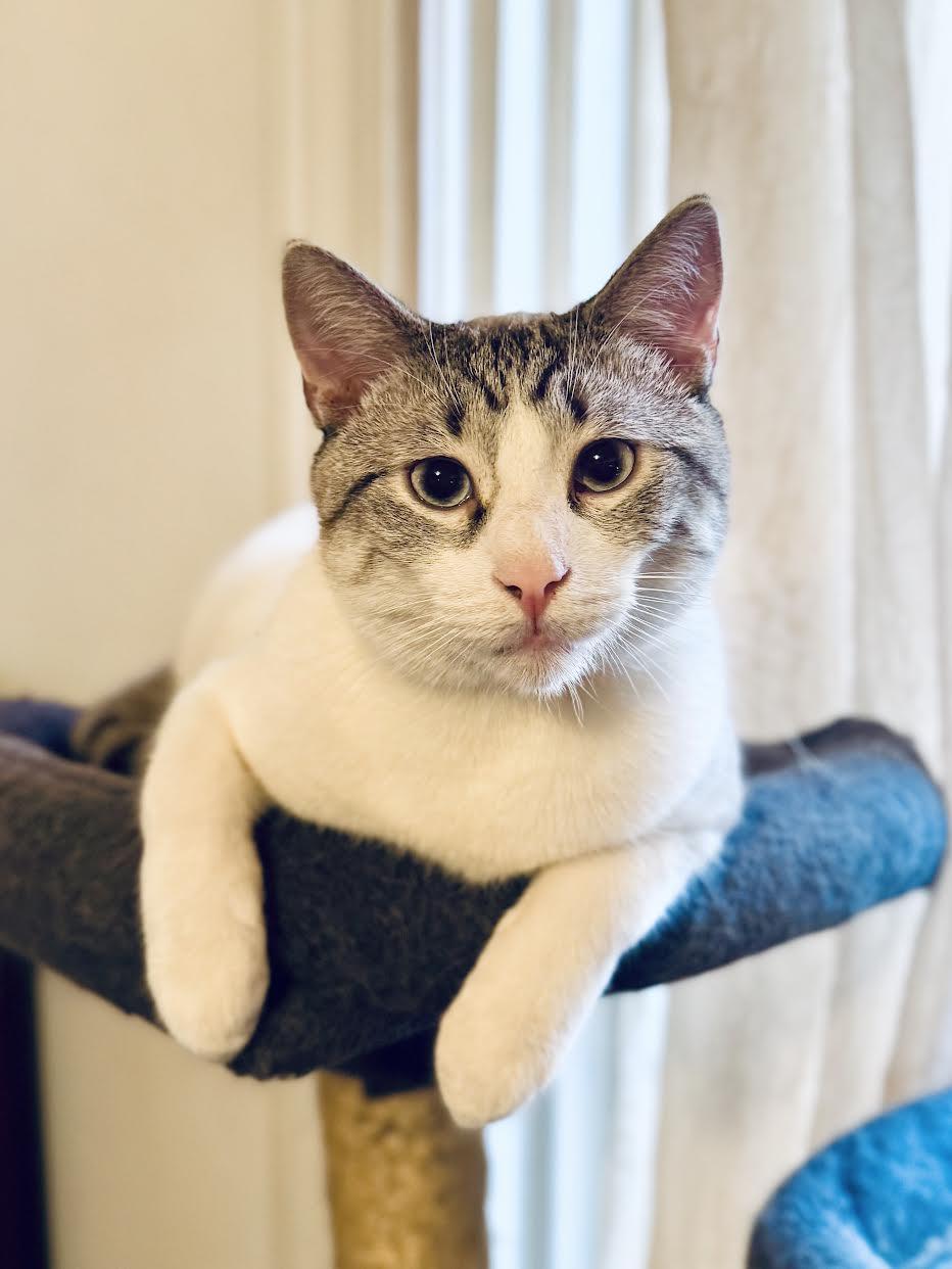 Enlarge Stormin' Norman, a Adopted mixed breed in Mankato, MN image 2/3