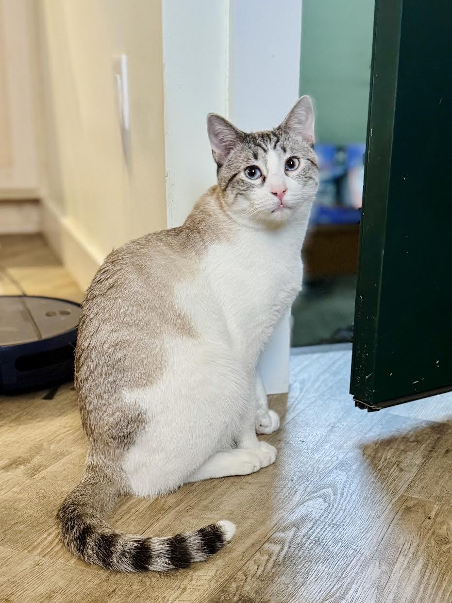 Enlarge Stormin' Norman, a Adopted mixed breed in Mankato, MN image 3/3