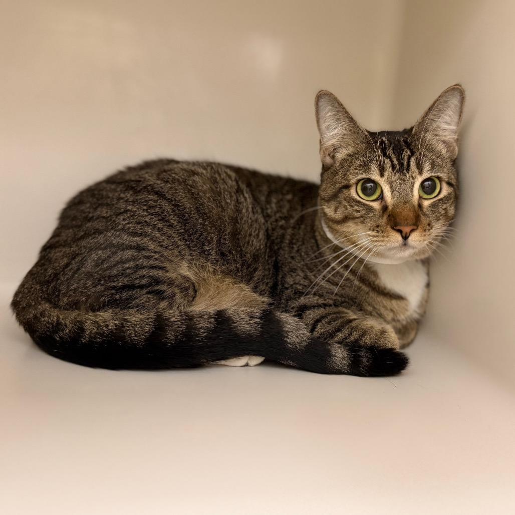 Paige, a Adoptable Domestic Short Hair in Sarasota, FL image 1/6