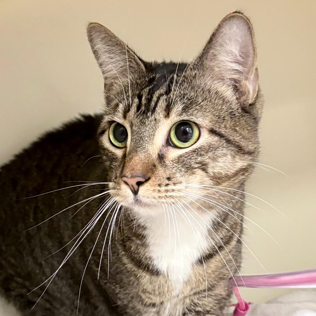 Paige, a Adoptable Domestic Short Hair in Sarasota, FL image 2/6