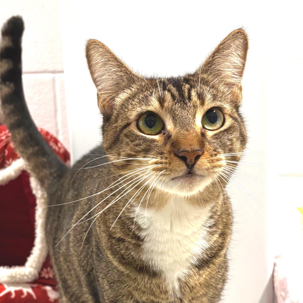 Paige, a Adoptable Domestic Short Hair in Sarasota, FL image 3/6