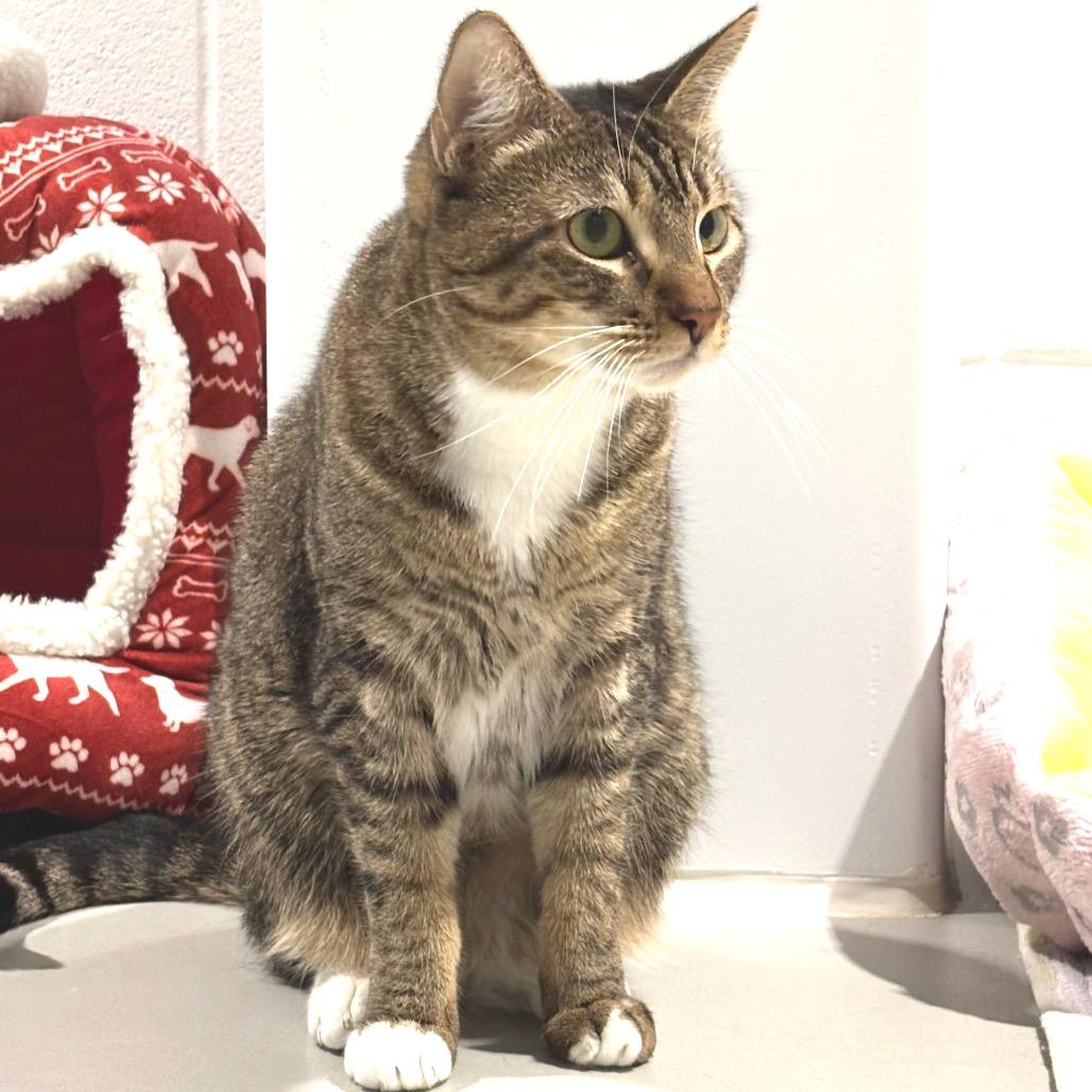 Paige, a Adoptable Domestic Short Hair in Sarasota, FL image 4/6