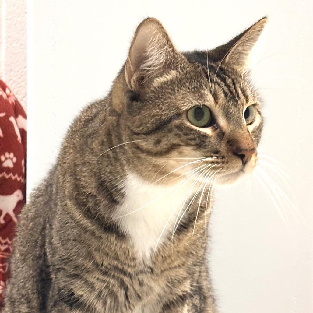Paige, a Adoptable Domestic Short Hair in Sarasota, FL image 5/6