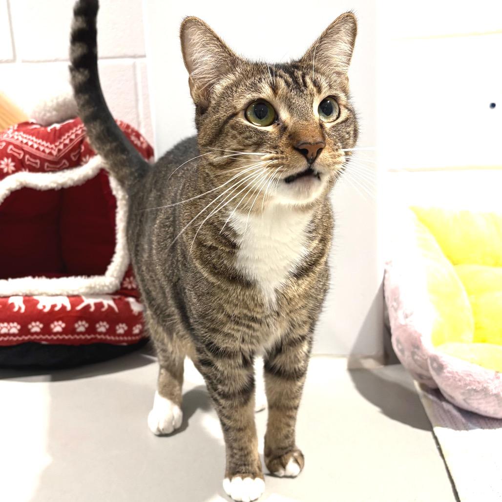 Paige, a Adoptable Domestic Short Hair in Sarasota, FL image 6/6