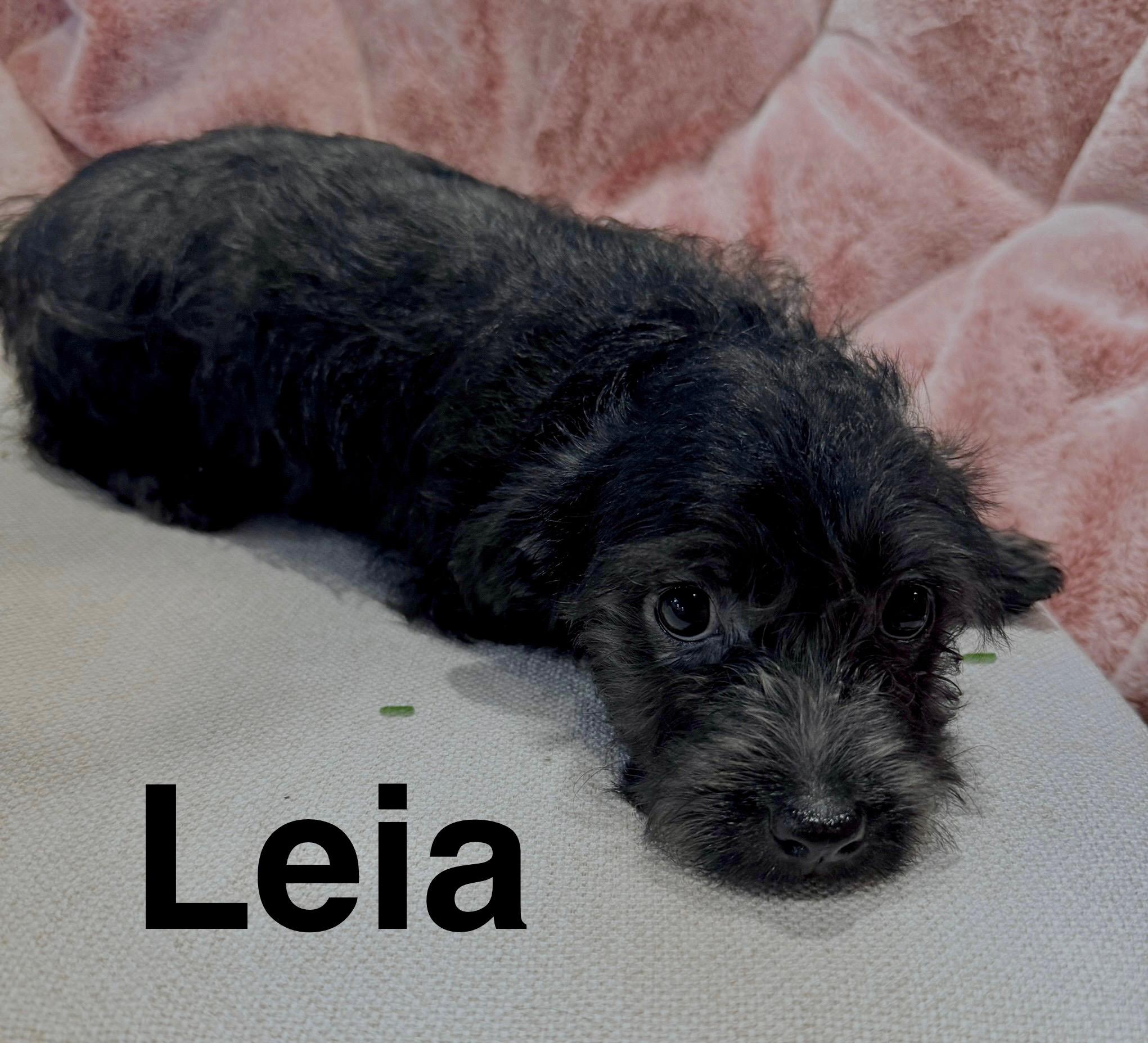 Leia, an adoptable Havanese in Newport Beach, CA, 92660 | Photo Image 1