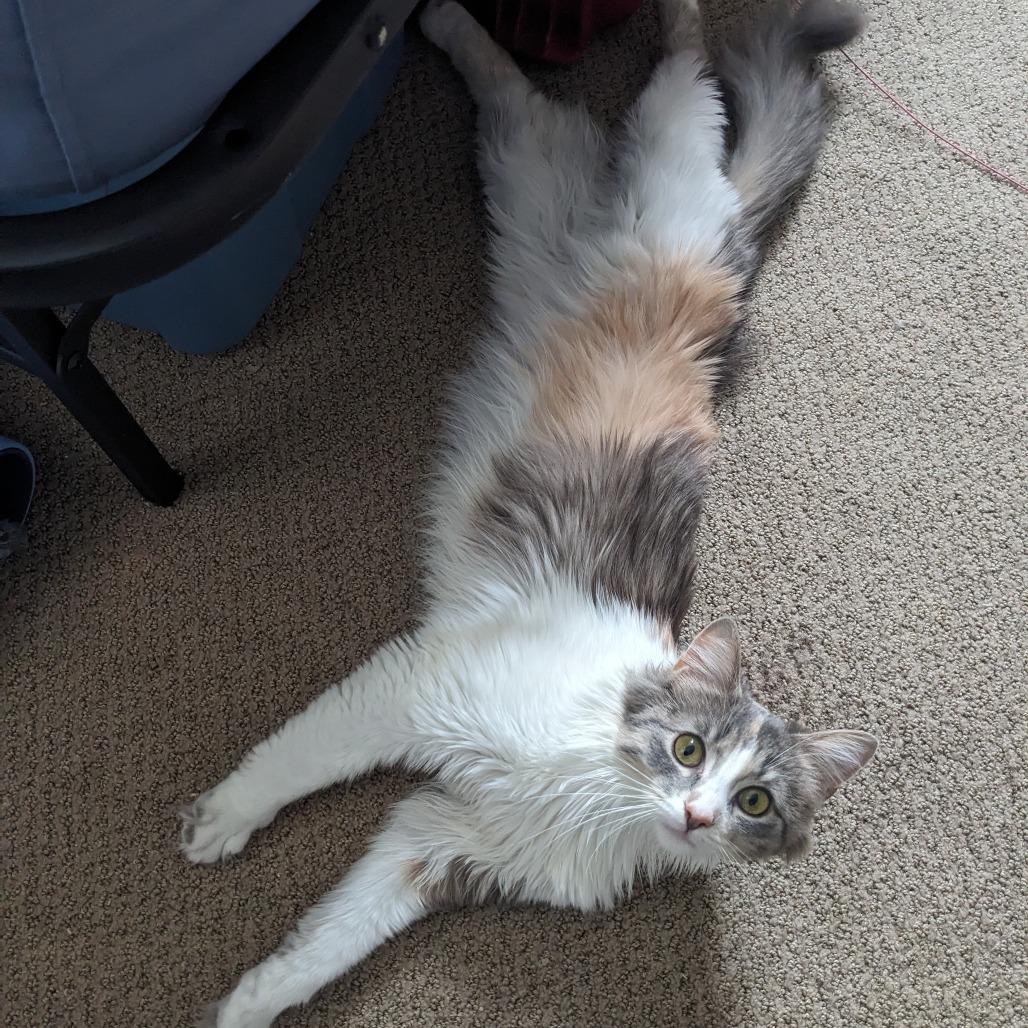 Enlarge Kairi, a Adoptable Domestic Medium Hair in PITTSBURGH, PA image 1/6