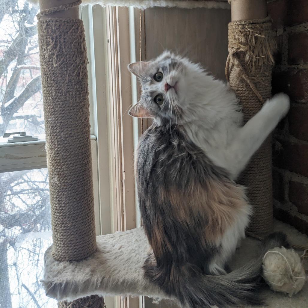 Enlarge Kairi, a Adoptable Domestic Medium Hair in PITTSBURGH, PA image 2/6