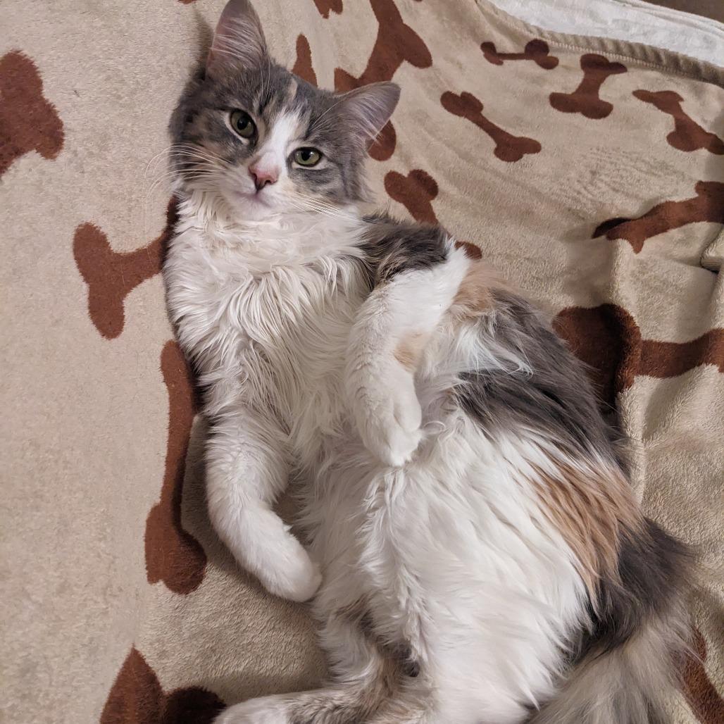 Enlarge Kairi, a Adoptable Domestic Medium Hair in PITTSBURGH, PA image 3/6