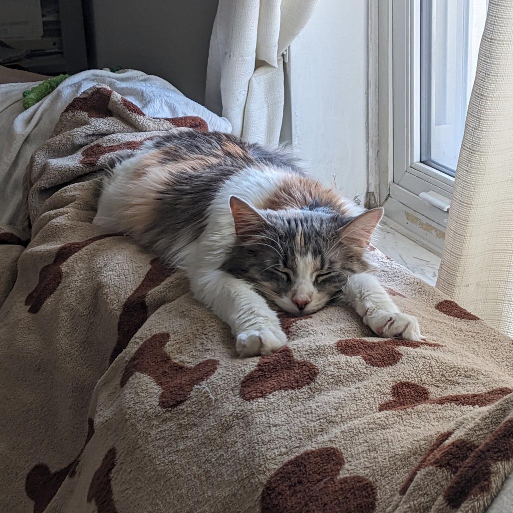 Enlarge Kairi, a Adoptable Domestic Medium Hair in PITTSBURGH, PA image 4/6