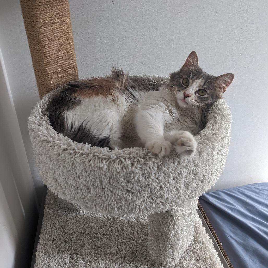 Enlarge Kairi, a Adoptable Domestic Medium Hair in PITTSBURGH, PA image 5/6