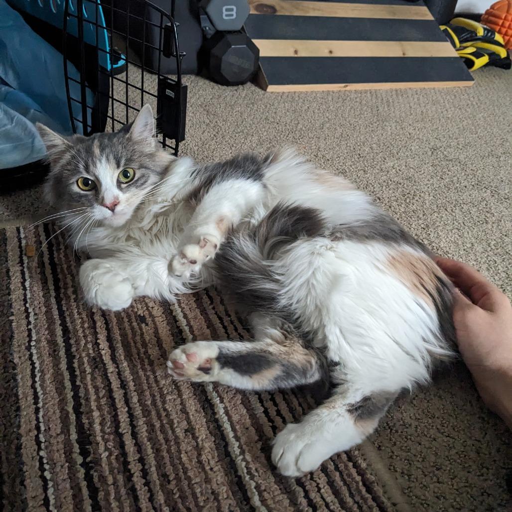 Enlarge Kairi, a Adoptable Domestic Medium Hair in PITTSBURGH, PA image 1/1