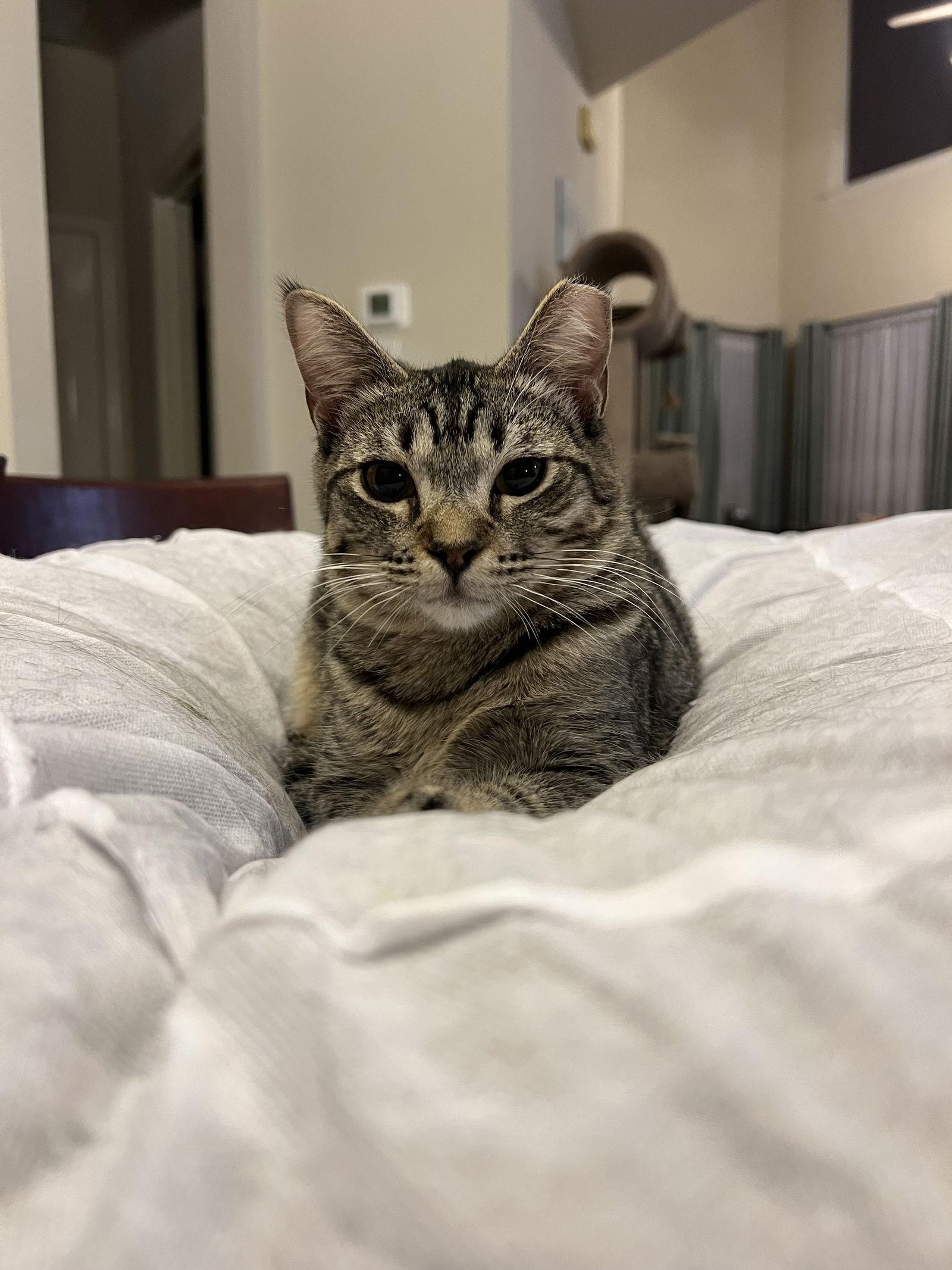 Gigi, Adoptable, Young Female Domestic Short Hair & Tabby.