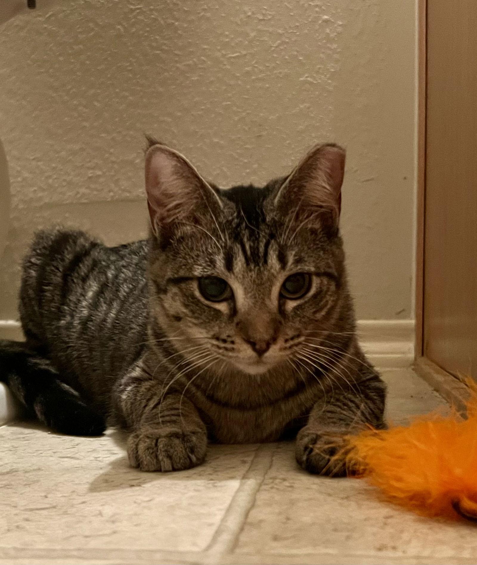 Gigi, a Adoptable mixed breed in Irving, TX image 2/3