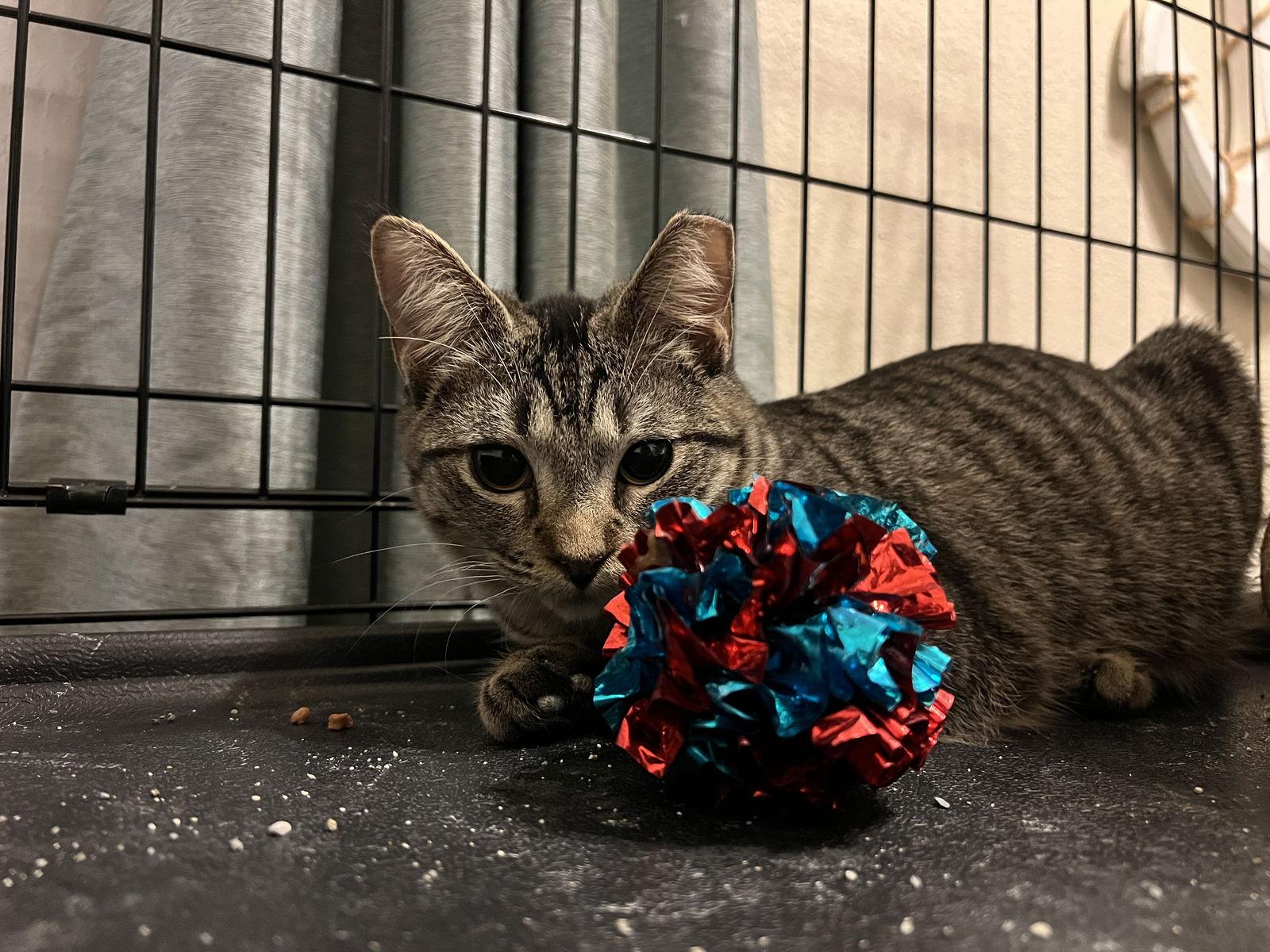 Gigi, a Adoptable mixed breed in Irving, TX image 3/3