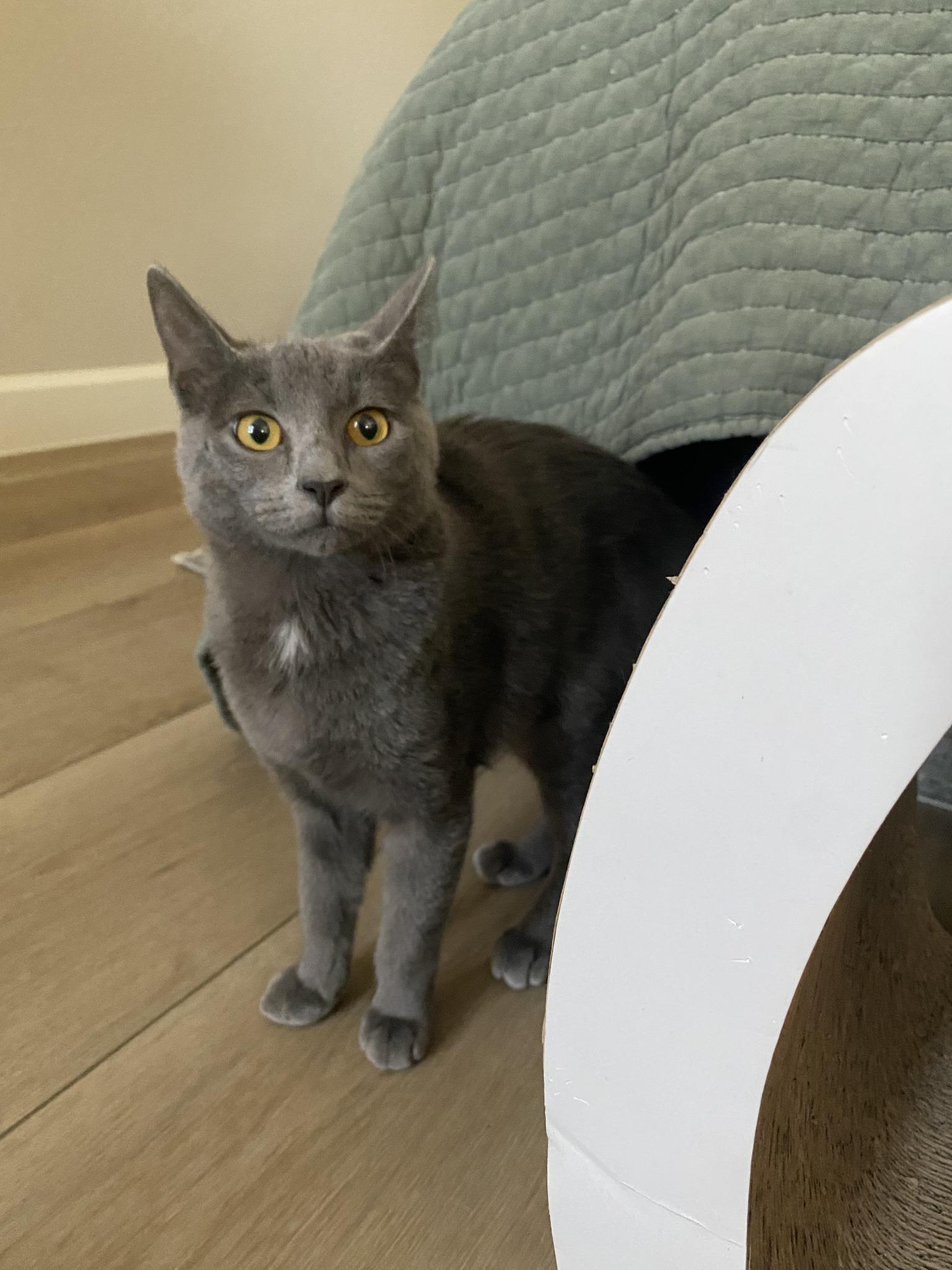 Peggy, adopted, Young Female Domestic Short Hair.