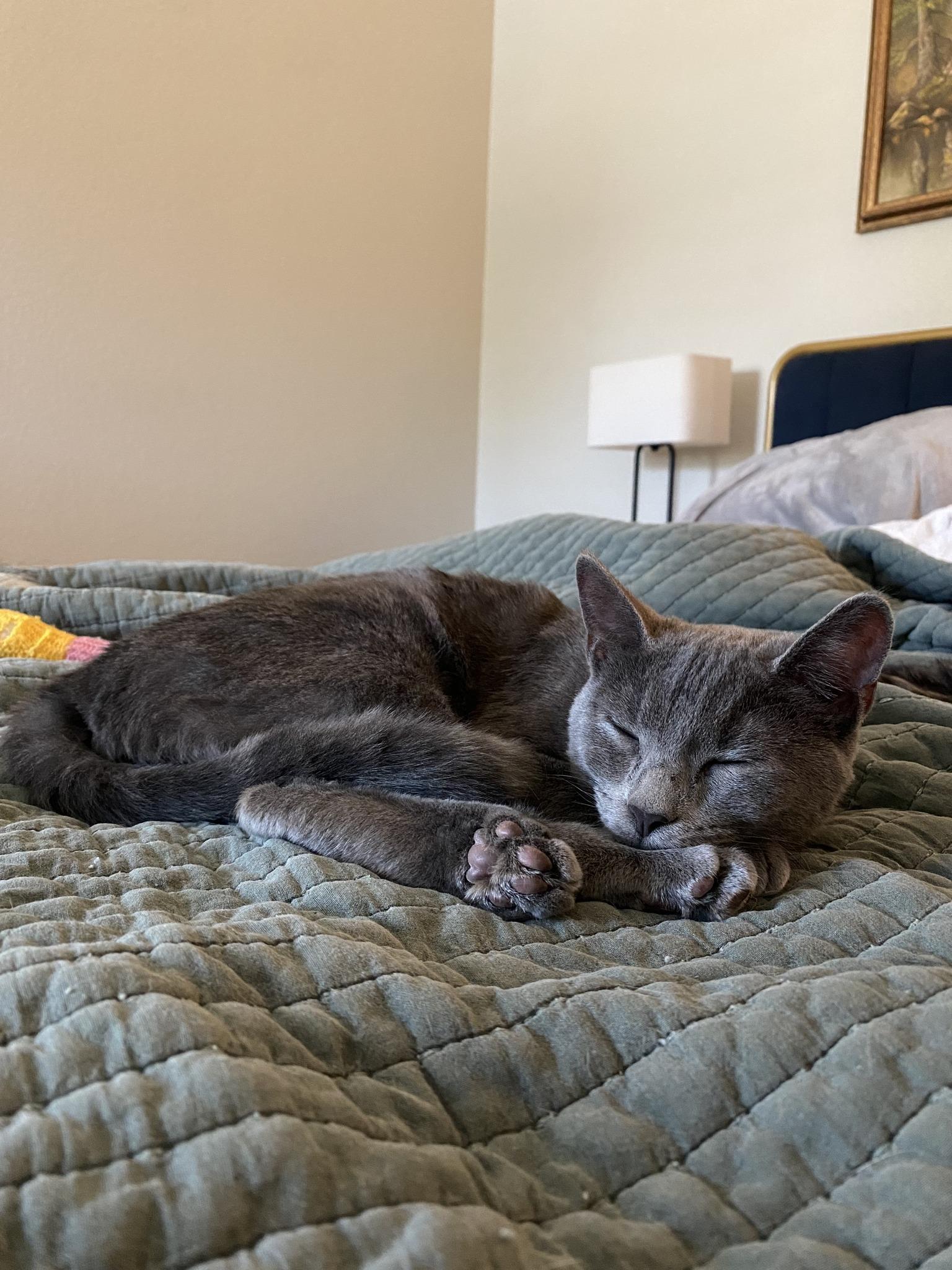 Peggy, an adopted Domestic Short Hair in Frisco, TX image 3/5