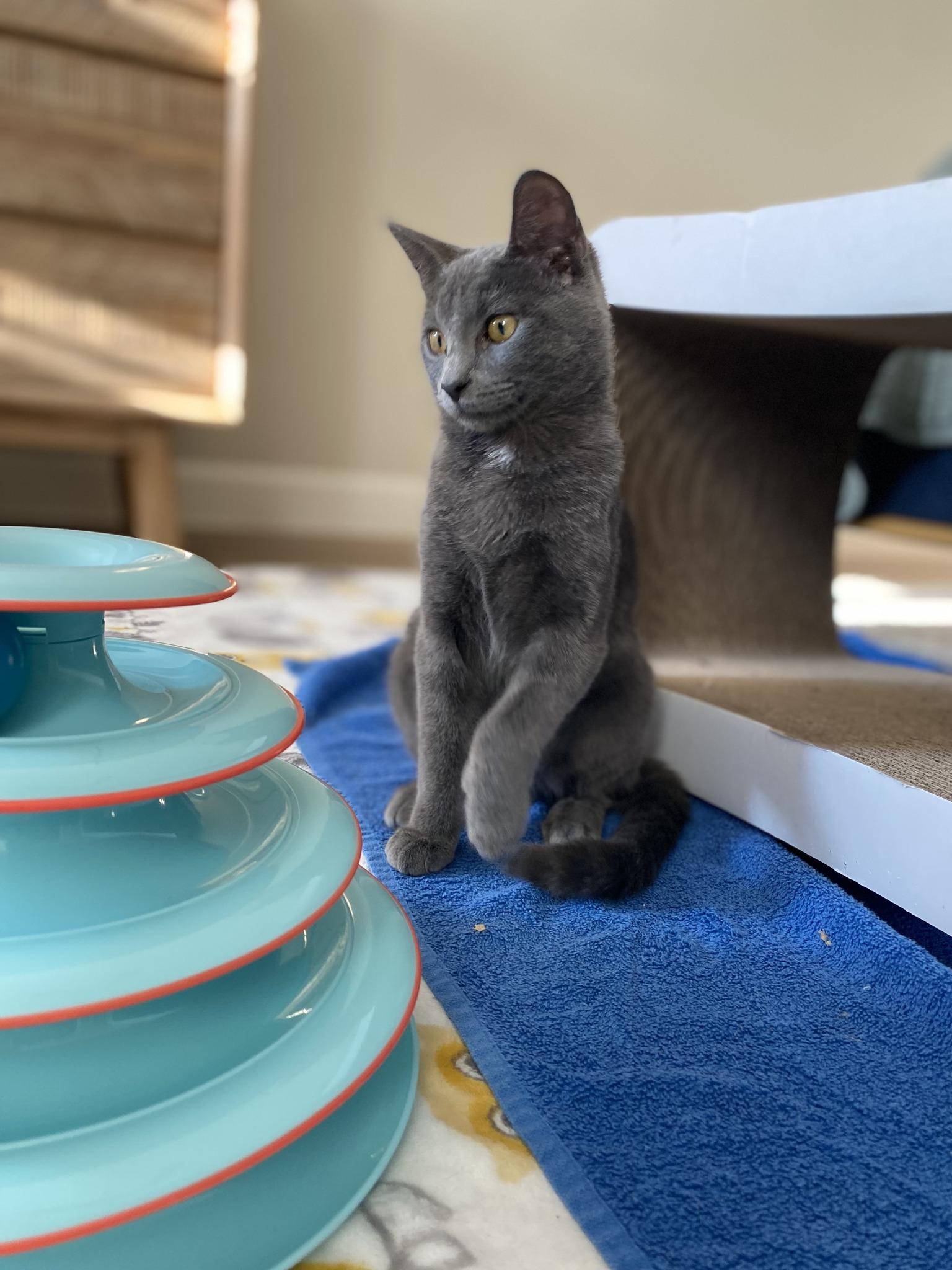 Peggy, an adopted Domestic Short Hair in Frisco, TX image 4/5