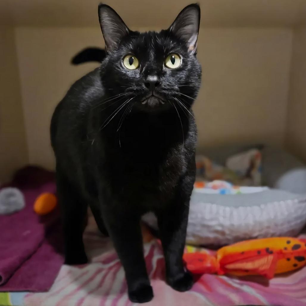 Stacey, Adoptable, Adult Female Domestic Short Hair.