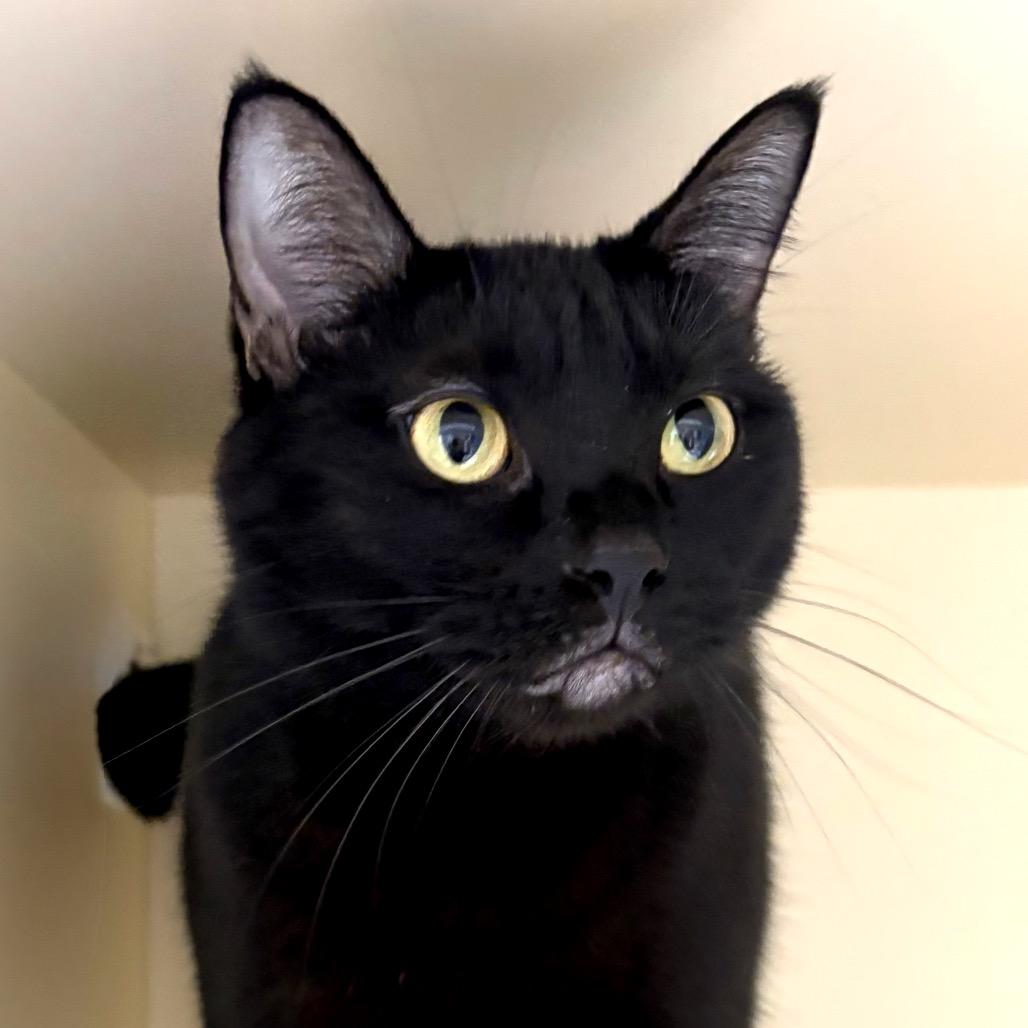 Enlarge Stacey, a Adoptable Domestic Short Hair in Sarasota, FL image 2/6