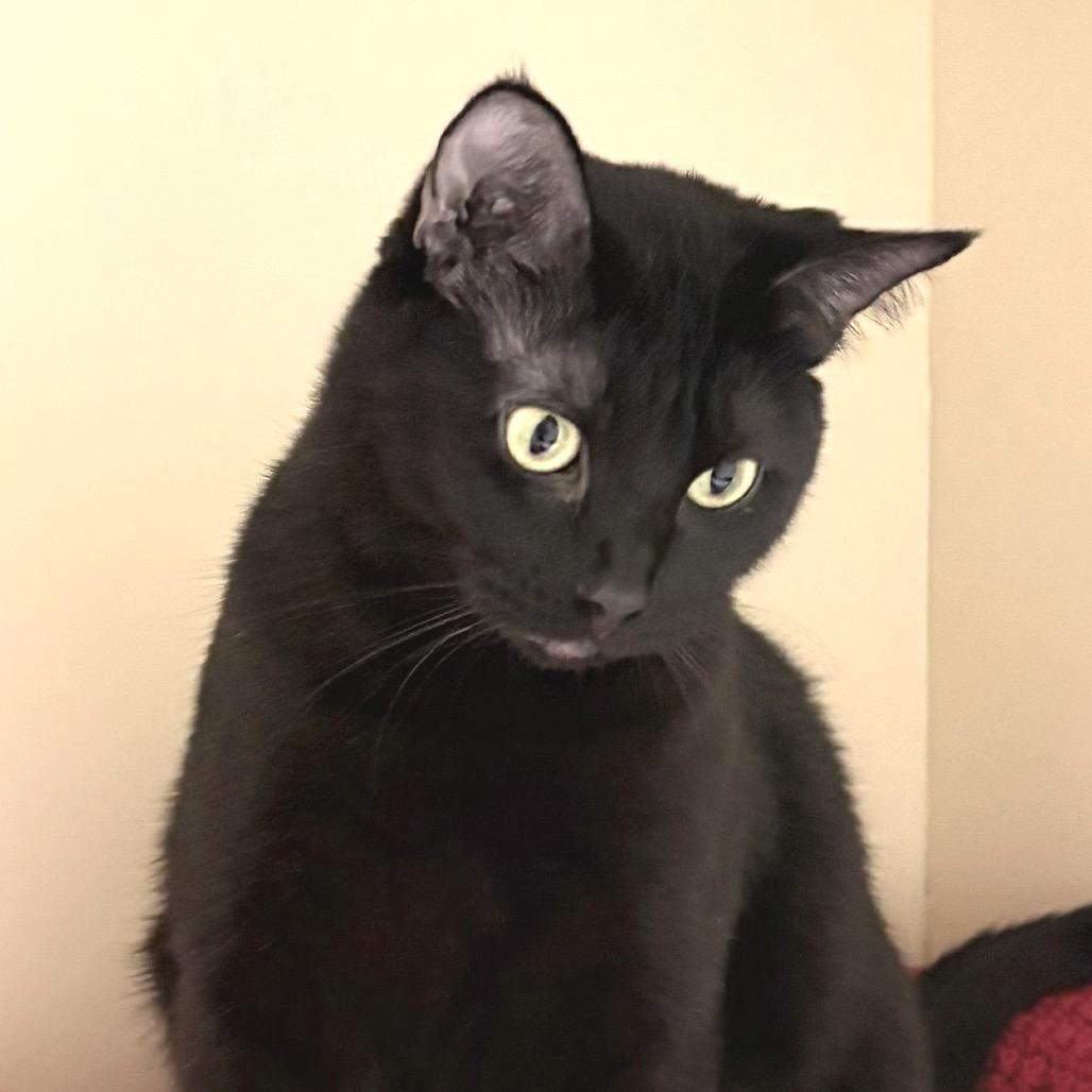 Enlarge Stacey, a Adoptable Domestic Short Hair in Sarasota, FL image 3/6