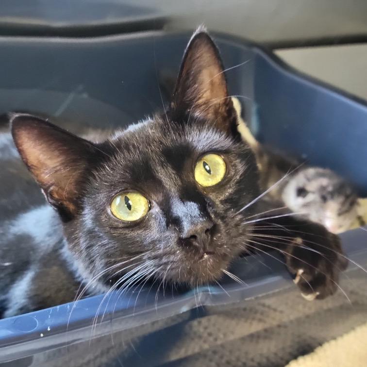 Enlarge Stacey, a Adoptable Domestic Short Hair in Sarasota, FL image 4/6