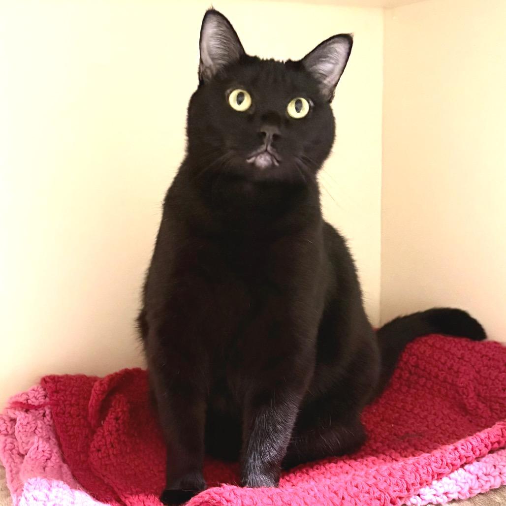 Enlarge Stacey, a Adoptable Domestic Short Hair in Sarasota, FL image 5/6