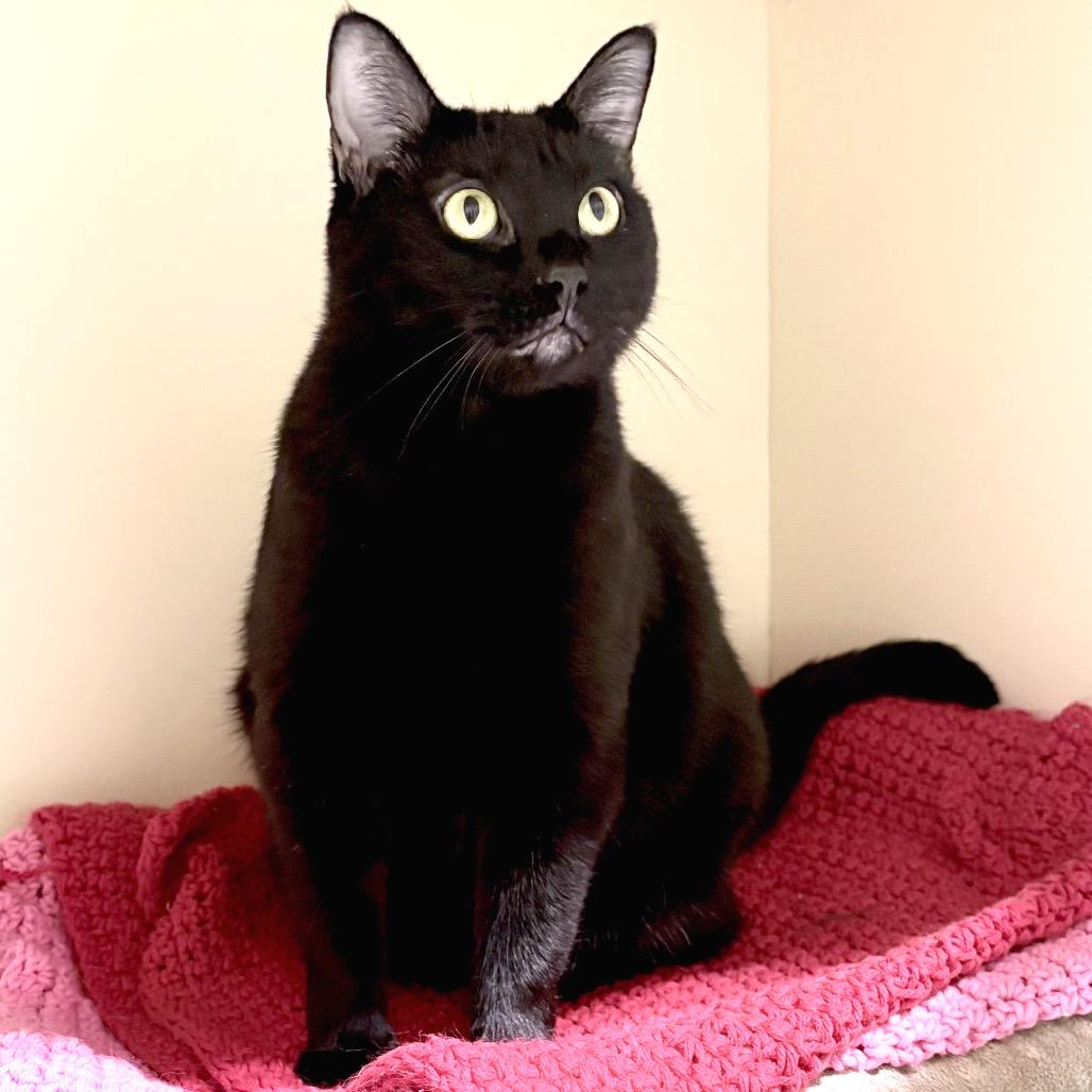 Enlarge Stacey, a Adoptable Domestic Short Hair in Sarasota, FL image 6/6