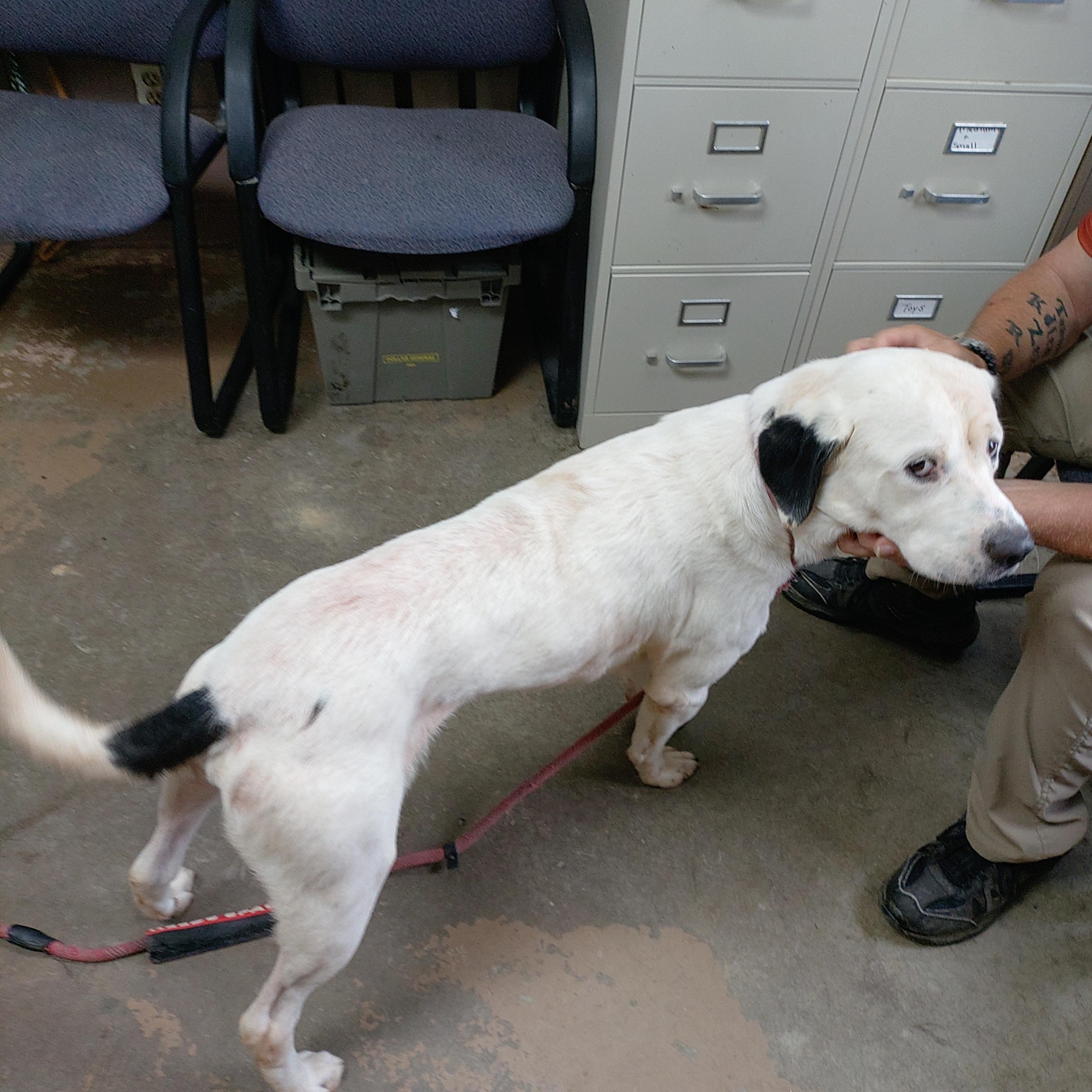 Enlarge 26-110, a Adoptable mixed breed in Carrollton, OH image 3/3
