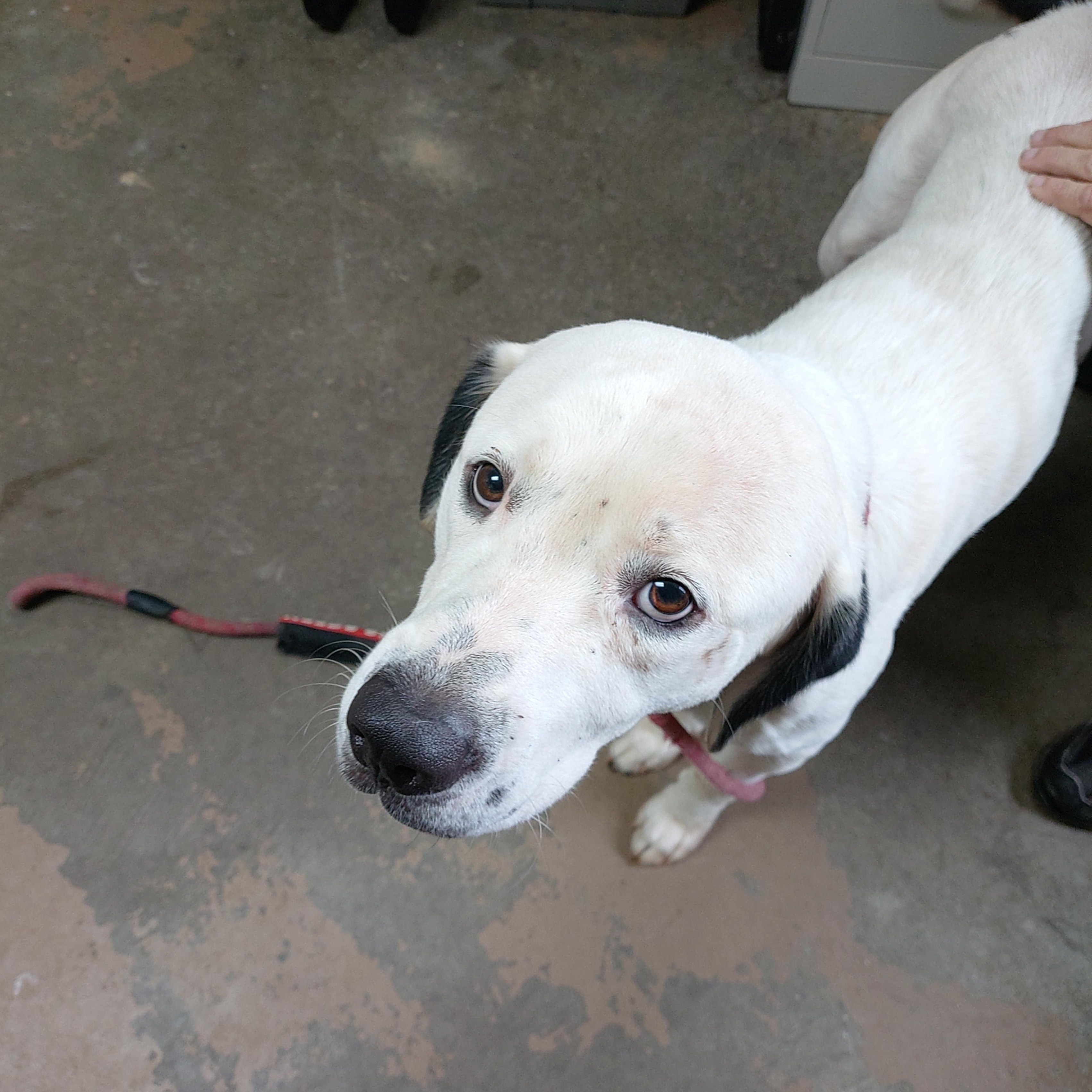 26-110, Adoptable, Young Male American Staffordshire Terrier.