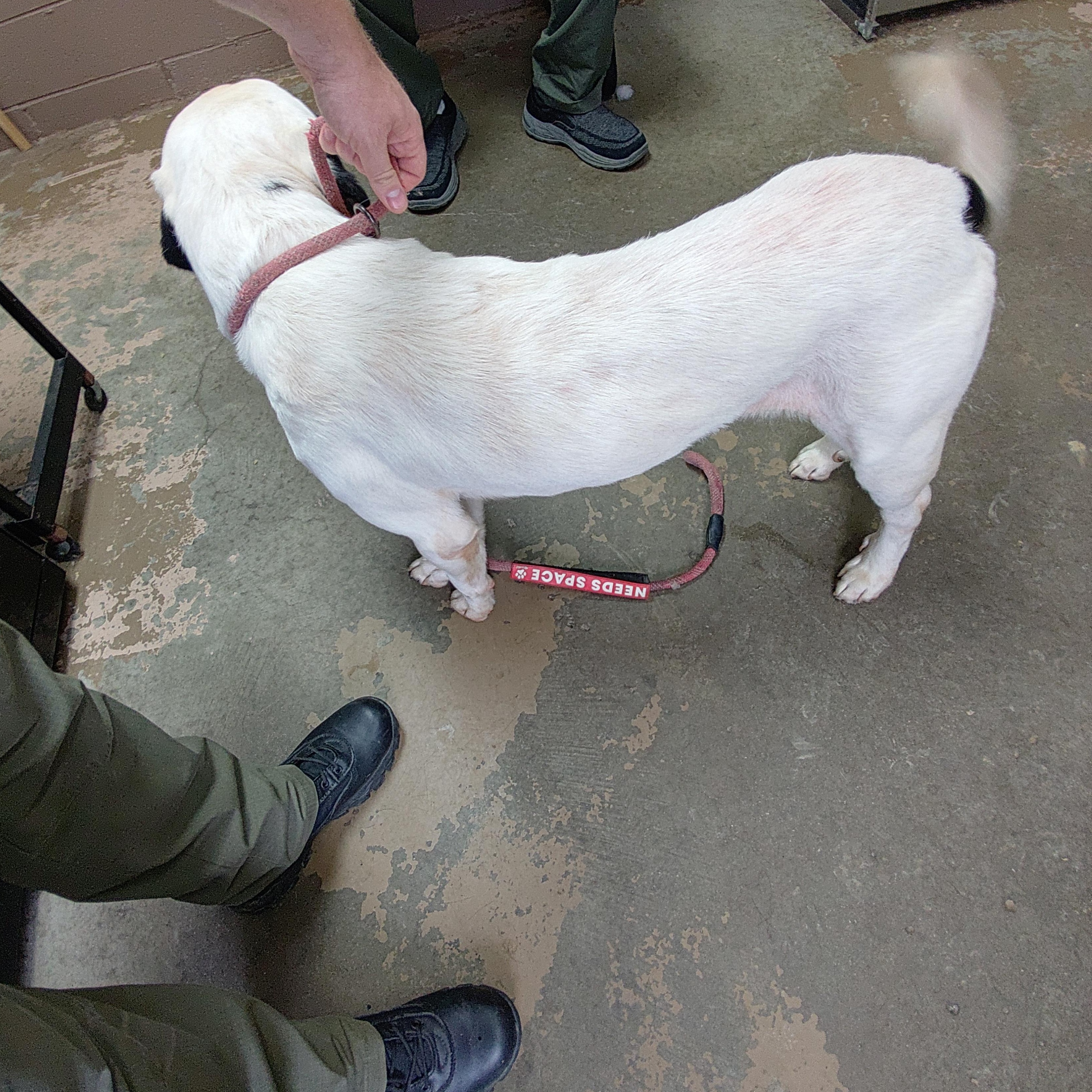 Enlarge 26-110, a Adoptable mixed breed in Carrollton, OH image 2/3