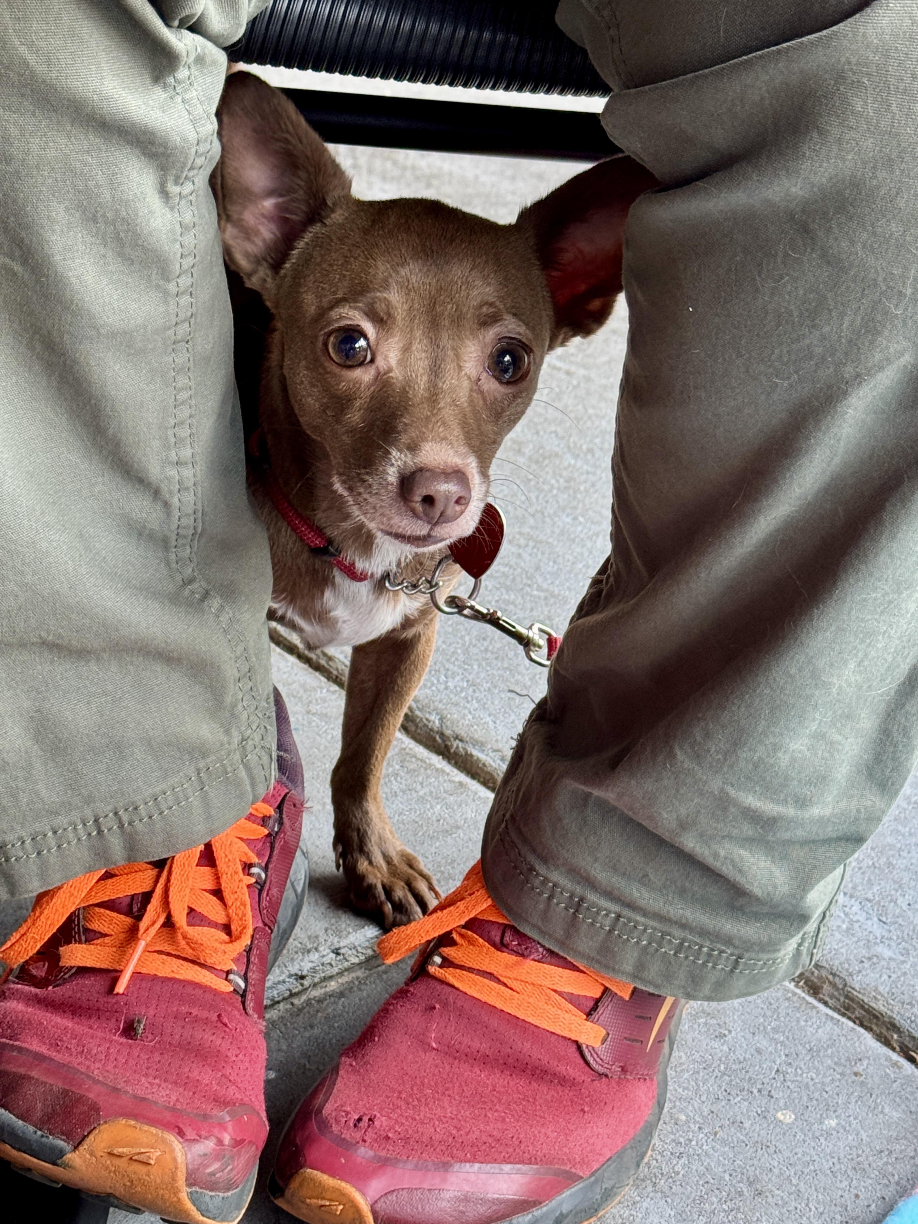 Anck-Su-Namun, a Adoptable mixed breed in Raleigh, NC image 1/6