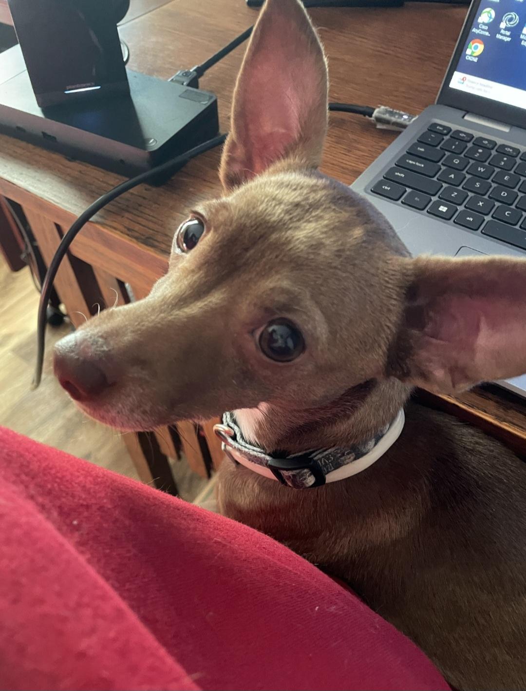 Anck-Su-Namun, a Adoptable mixed breed in Raleigh, NC image 6/6