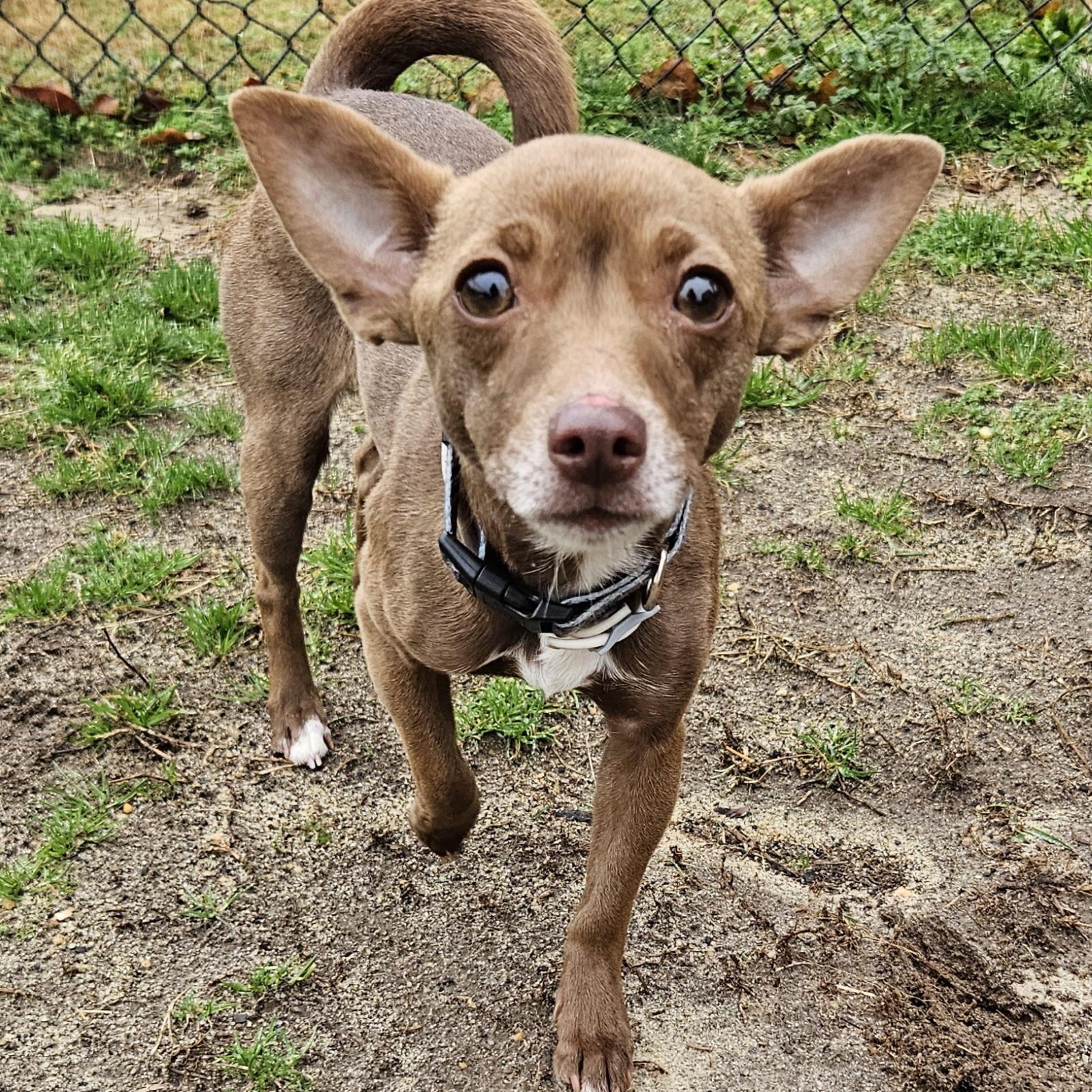 Anck-Su-Namun, a Adoptable mixed breed in Raleigh, NC image 4/6
