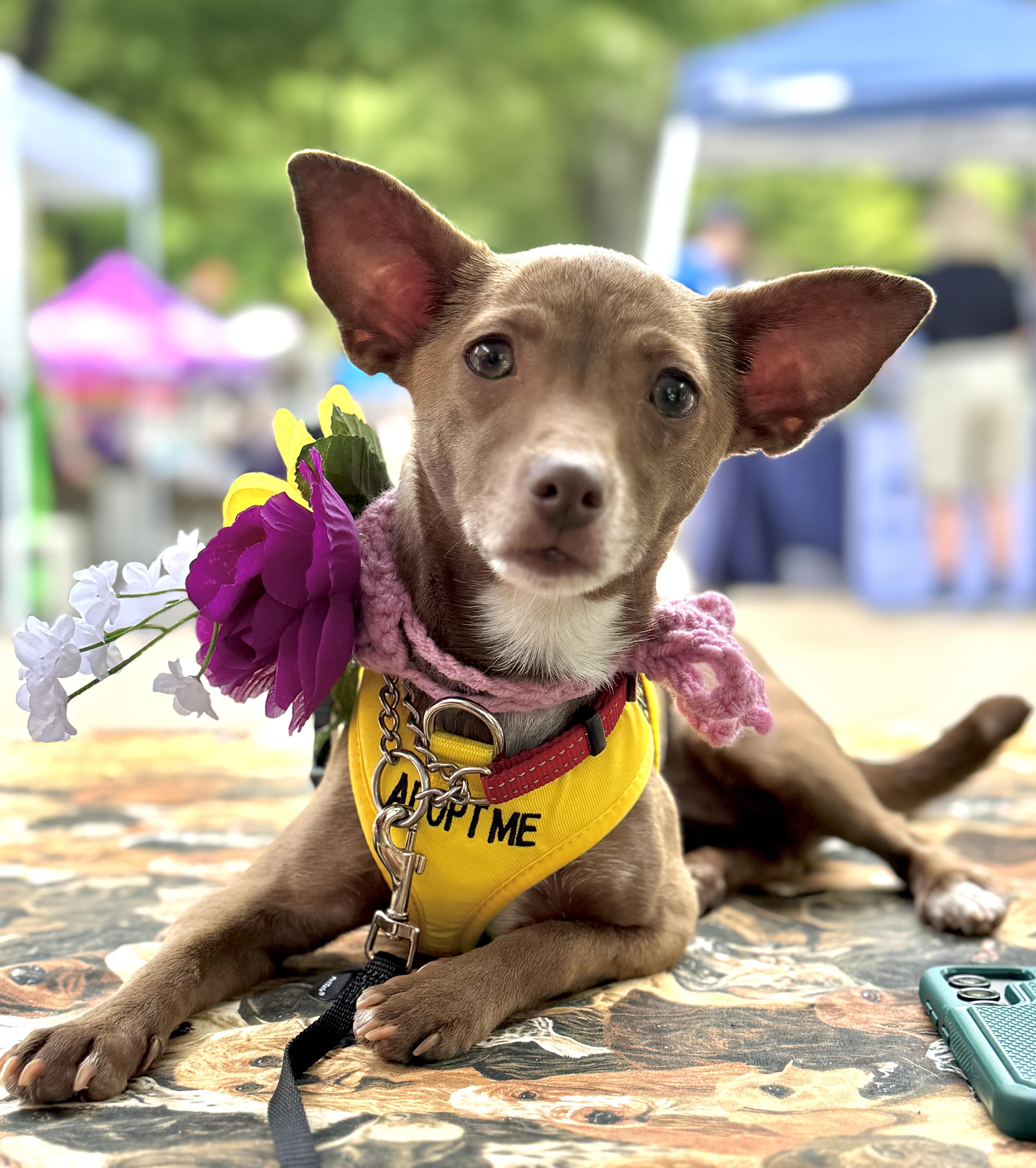 Anck-Su-Namun, a Adoptable mixed breed in Raleigh, NC image 3/6