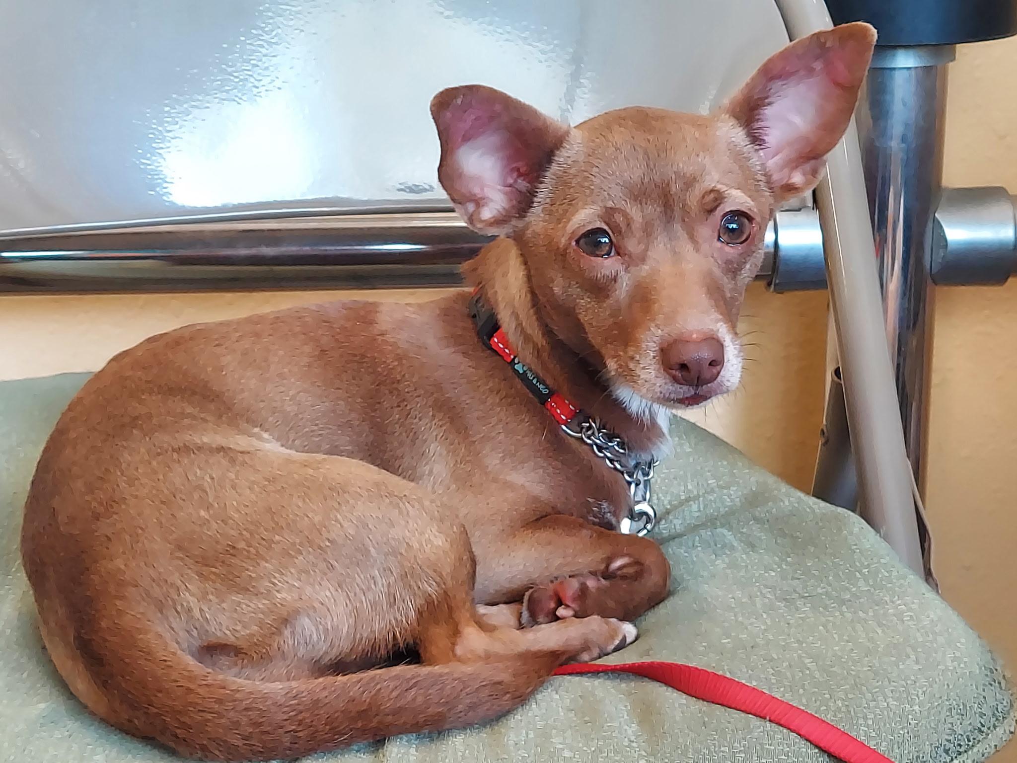 Anck-Su-Namun, a Adoptable mixed breed in Raleigh, NC image 5/6