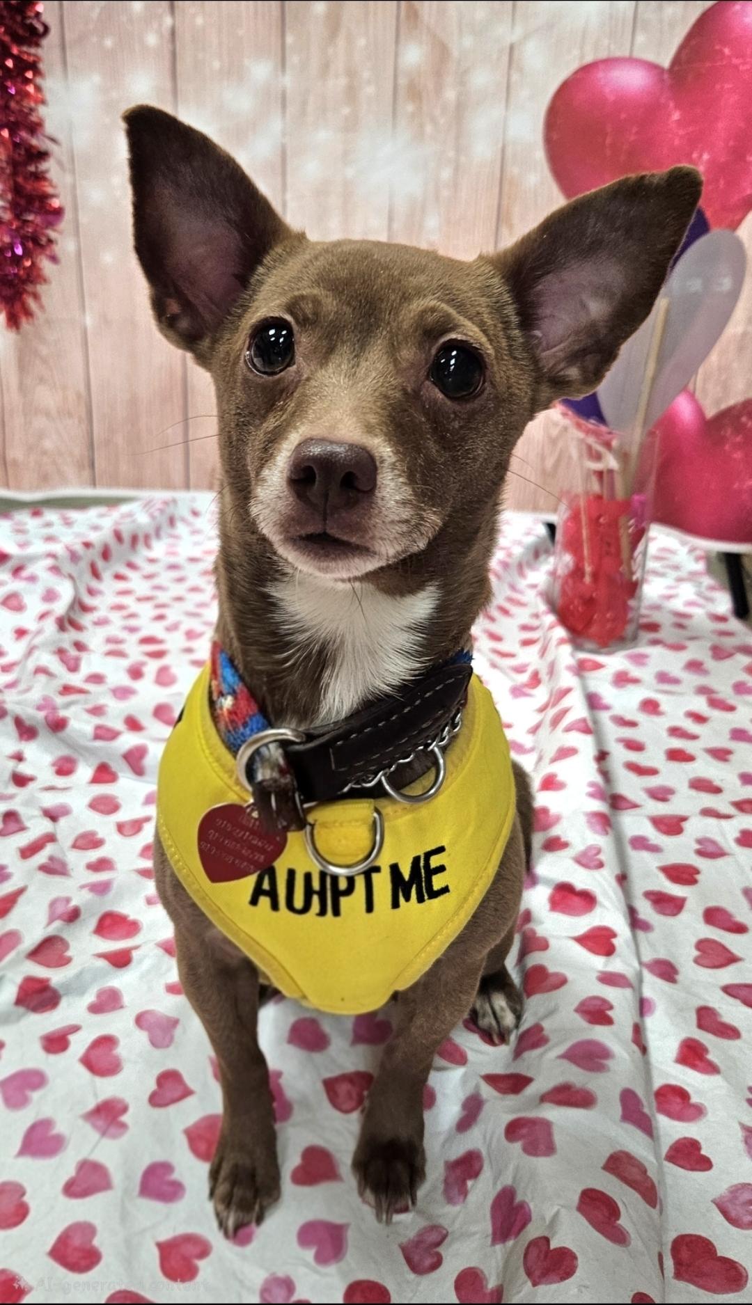 Anck-Su-Namun, Adoptable, Adult Female Chihuahua & Basenji.