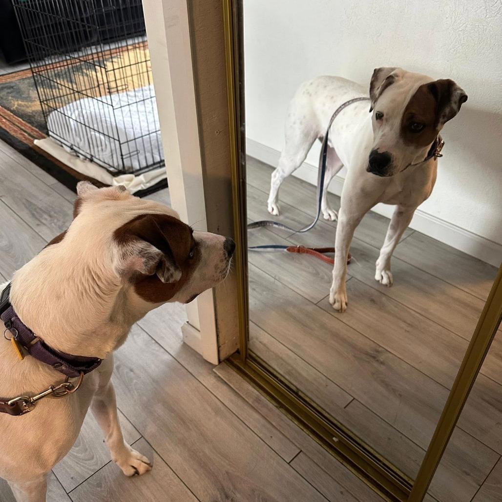 Otis, Adoptable, Adult Male Terrier.