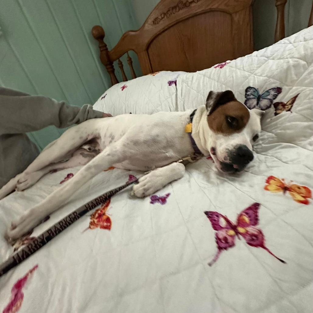 Otis, a Adoptable mixed breed in Columbia Station, OH image 2/6