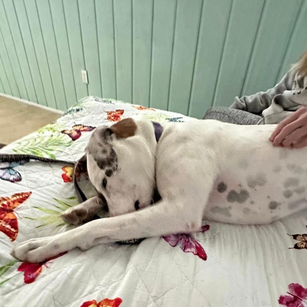 Otis, a Adoptable mixed breed in Columbia Station, OH image 3/6