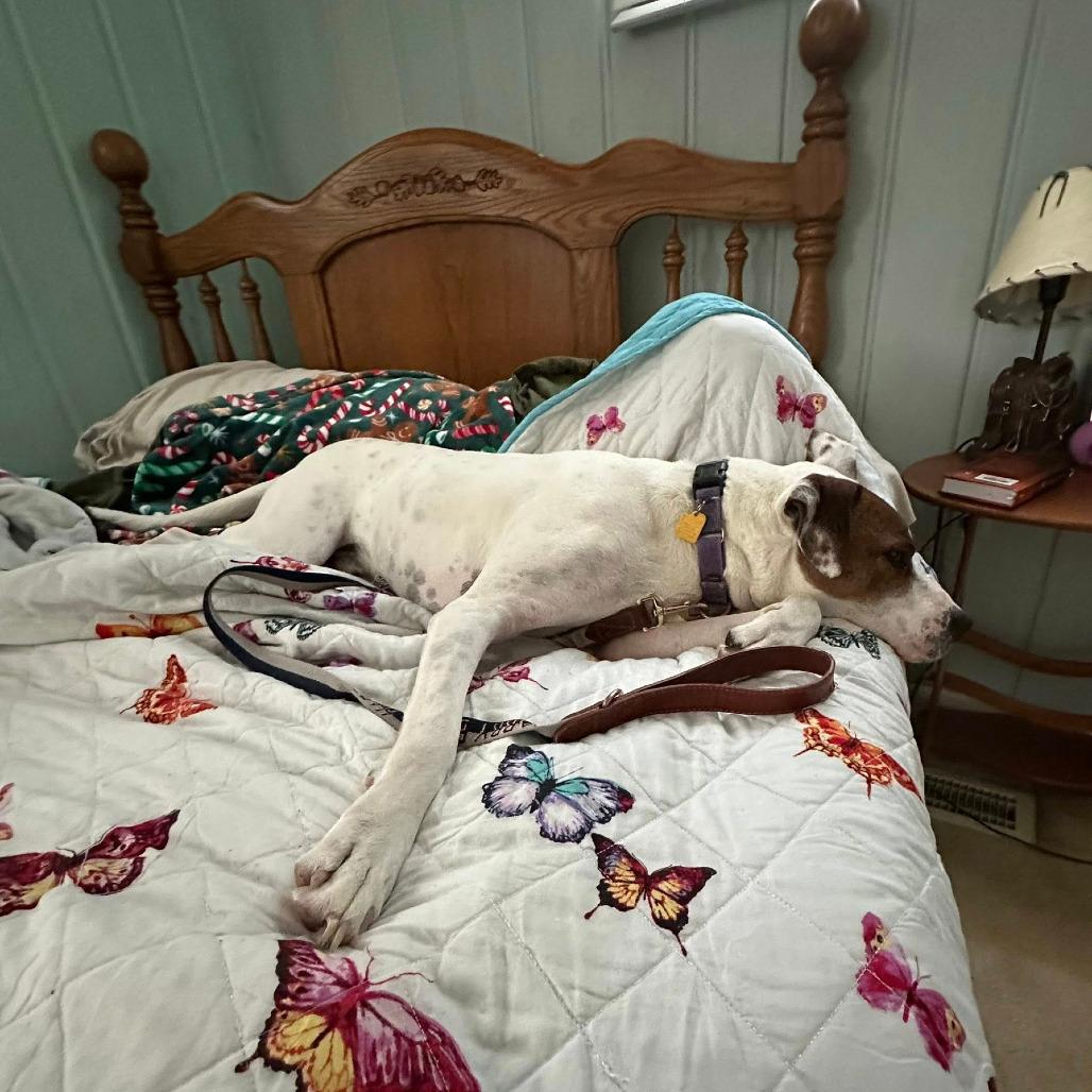 Otis, a Adoptable mixed breed in Columbia Station, OH image 5/6