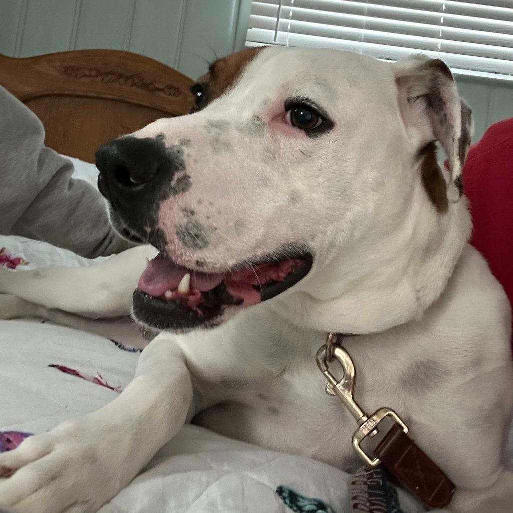 Otis, a Adoptable mixed breed in Columbia Station, OH image 6/6