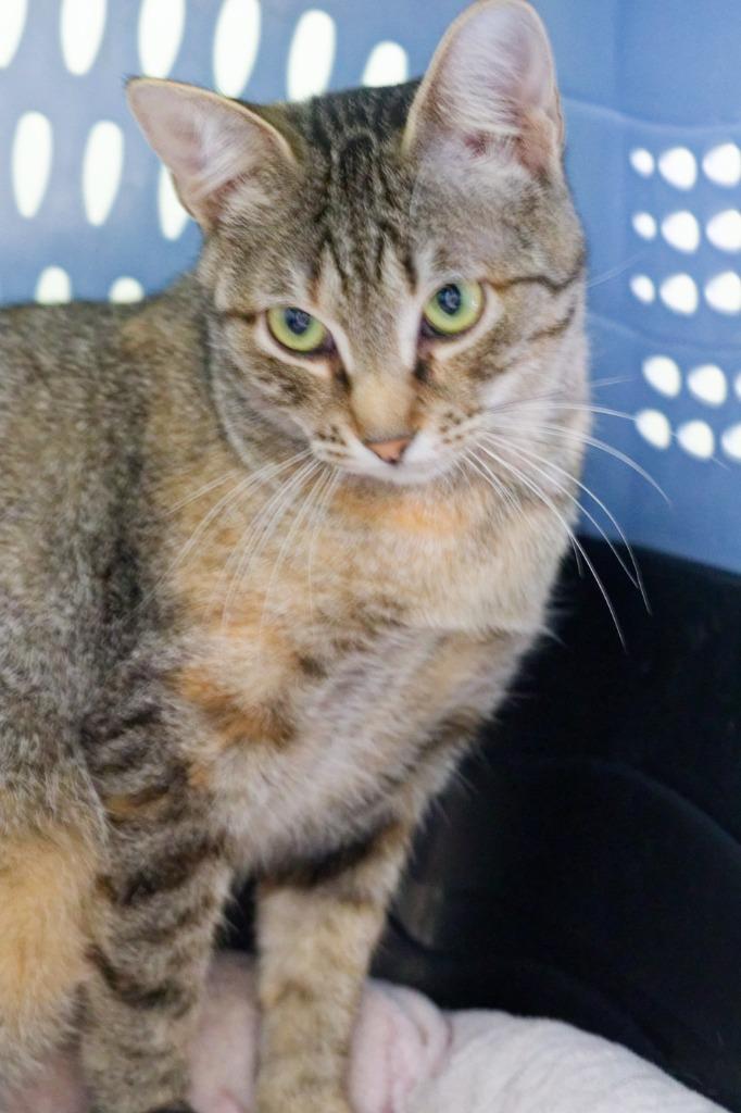 Bluey, a Adoptable mixed breed in Hot Springs, AR image 1/4