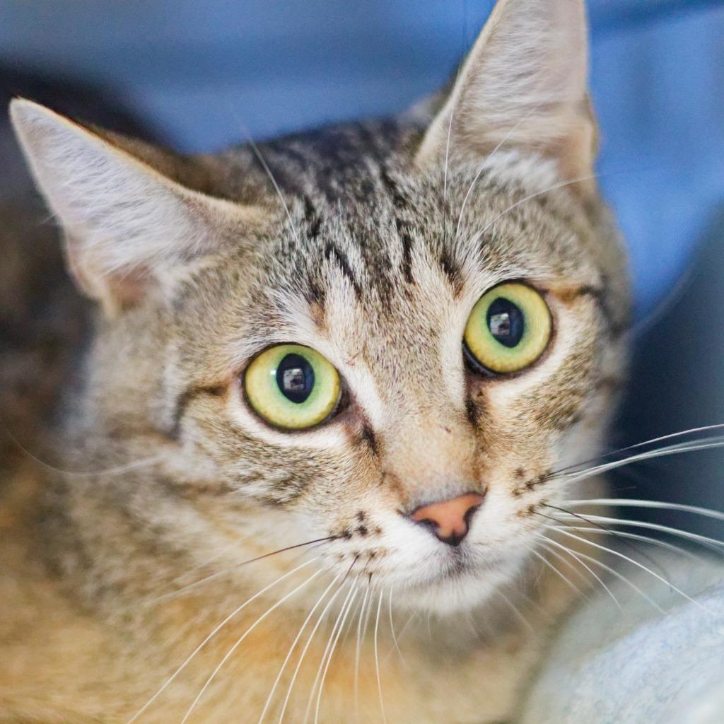 Bluey, Adoptable, Kitten Female Domestic Short Hair.