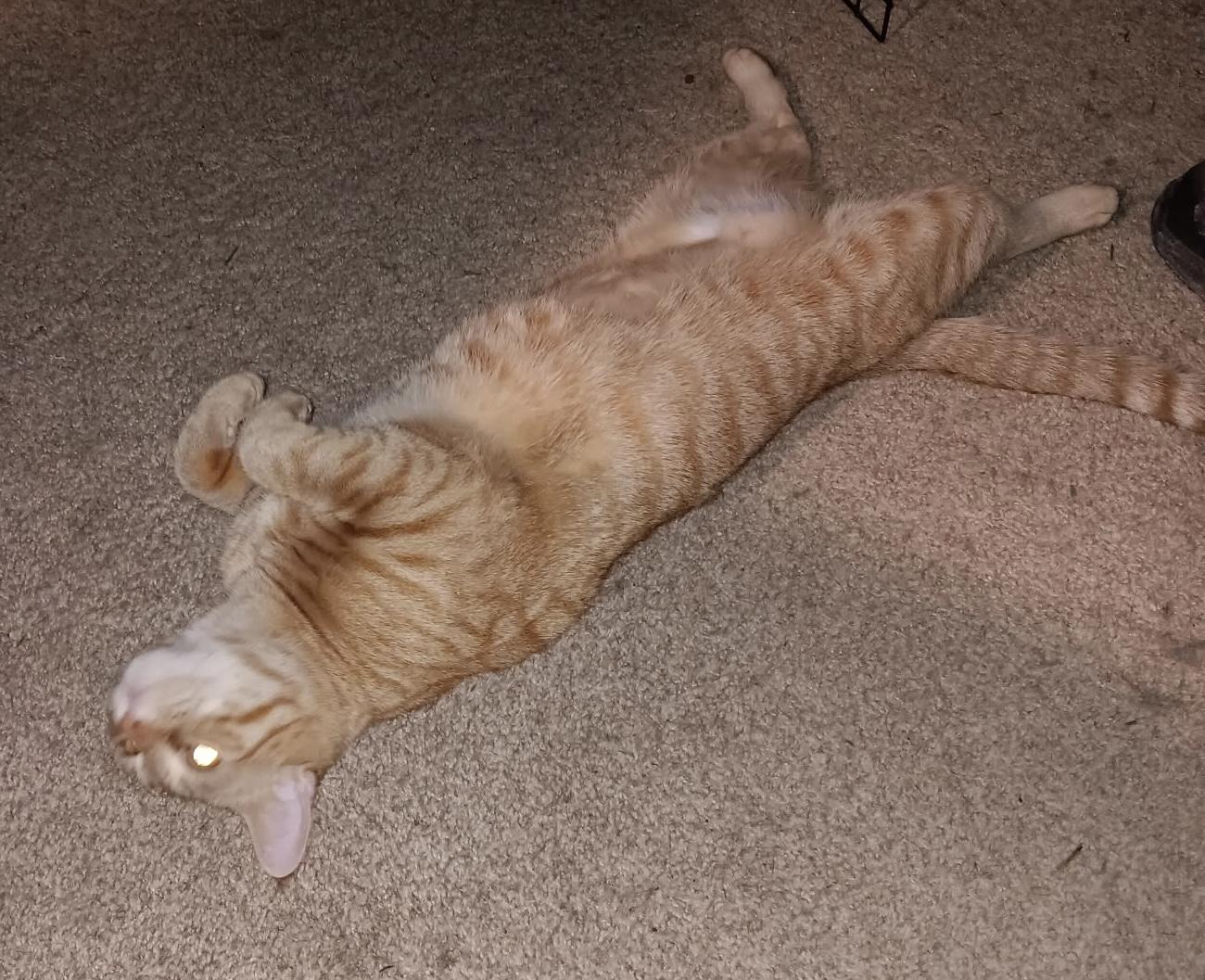 Enlarge Kiwi, an adopted Domestic Short Hair in Salem, NH image 1/2