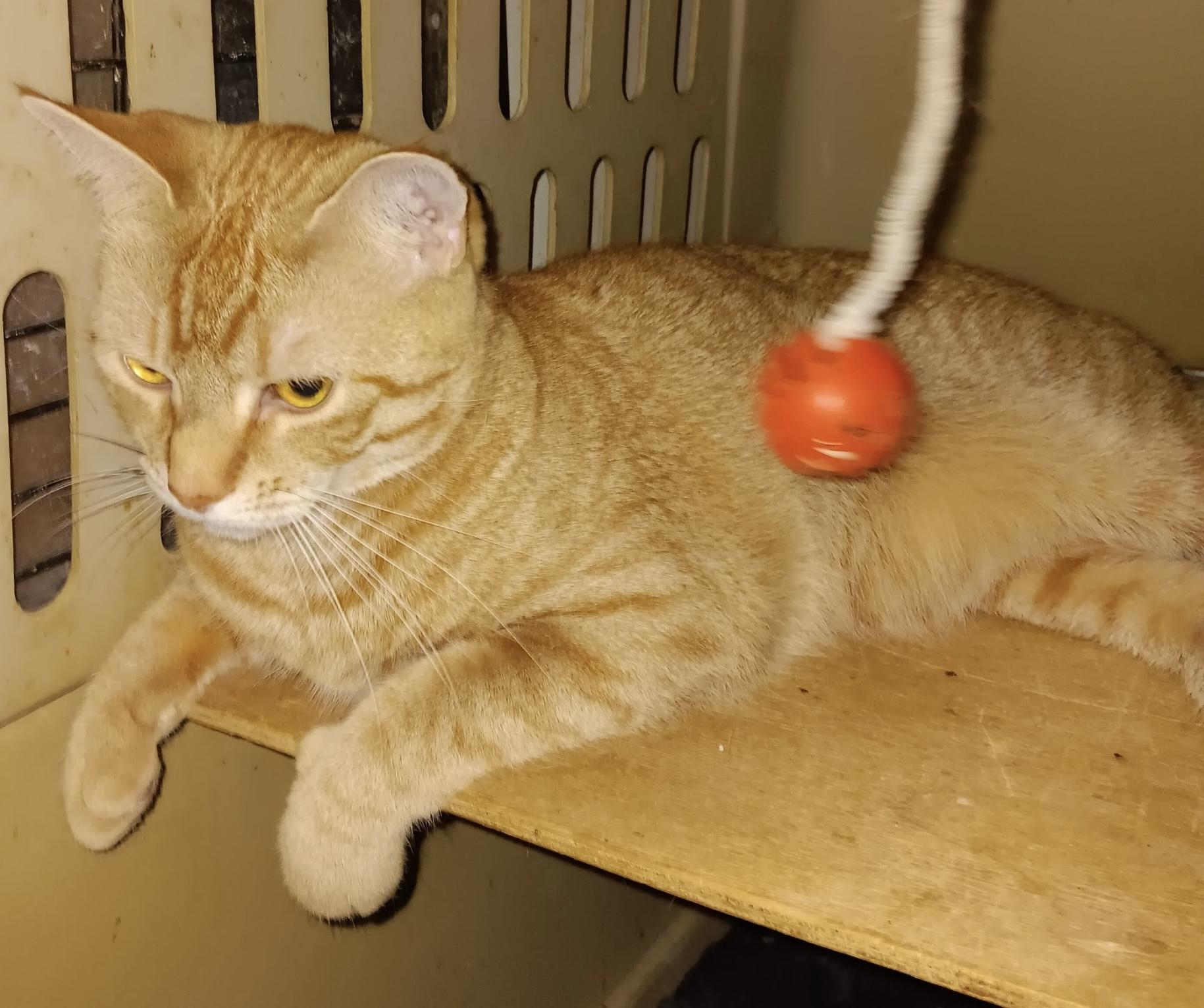 Enlarge Kiwi, an adopted Domestic Short Hair in Salem, NH image 2/2