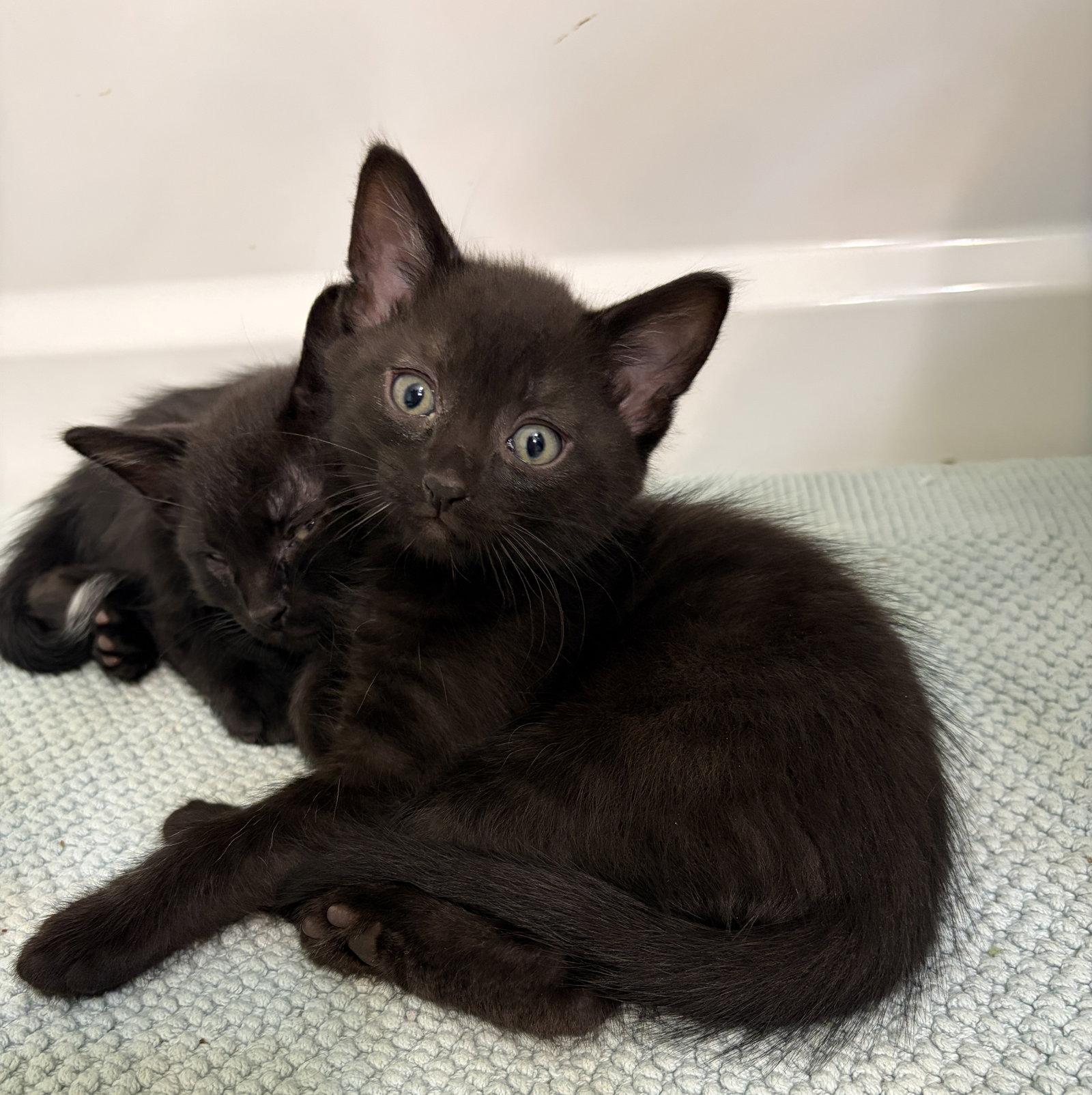 RAVEN, a Adoptable Domestic Short Hair in Elgin, IL image 1/2