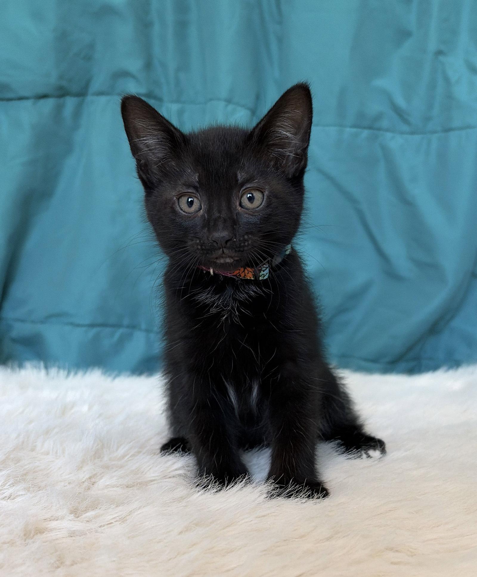 RAVEN, a Adoptable Domestic Short Hair in Elgin, IL image 2/2